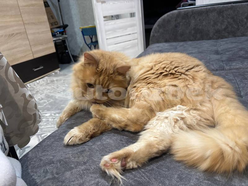 Big with watermark bmw m3 andijon asaka 4580