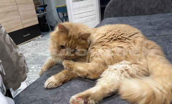 Buy Used BMW M3 Brown Car in Asaka in Andijon